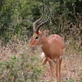 TANZANIA - Lake Manyara National Park - 20 Impala maschio